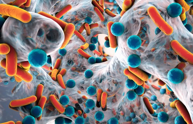Le microbiome: des bactéries qui nous veulent du bien