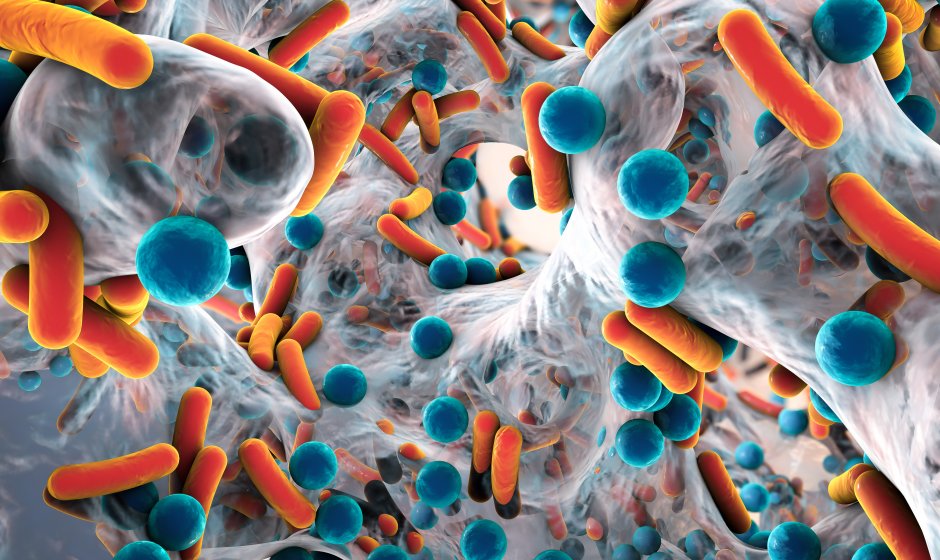 Le microbiome : des bactéries qui nous veulent du bien