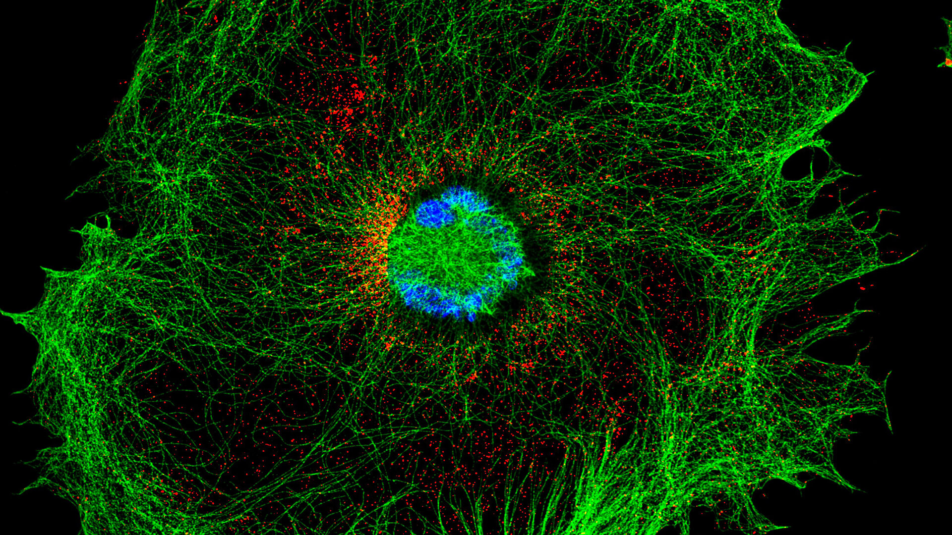 Vive incursion dans les cellules de mammifères