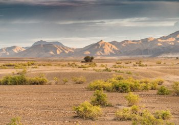 Zones arides : une diversité végétale inattendue permet de s'adapter aux climats extrêmes