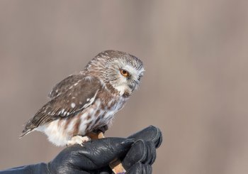 Aigle, faucon, chouette, hibou… les oiseaux de proie ont besoin de vous!