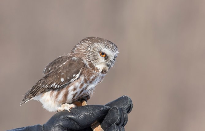 Aigle, faucon, chouette, hibou… les oiseaux de proie ont besoin de vous!