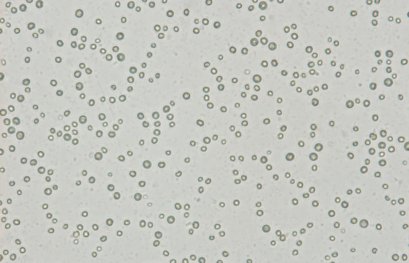 Microalgues : petites cellules, grands miracles