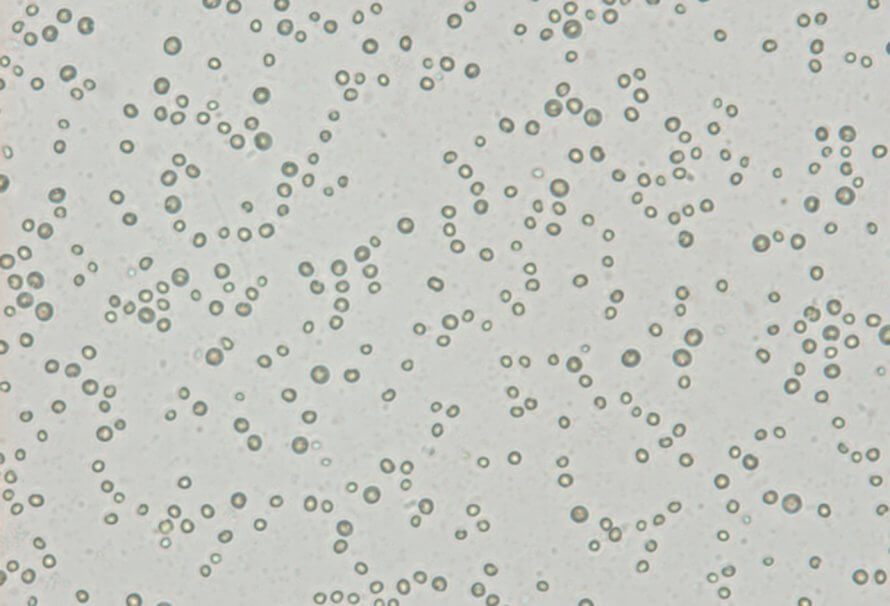 Microalgues : petites cellules, grands miracles