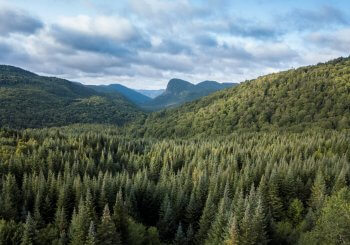Les rayonnements infrarouges à la rescousse de la forêt boréale