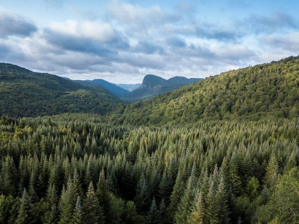 Les rayonnements infrarouges à la rescousse de la forêt boréale • Néo UQTR — free download