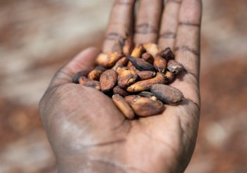 Climat, sécheresse et sécurité alimentaire : le défi du Nord ivoirien