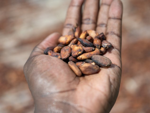Une main ouverte contenant des fèves de cacao séchées.