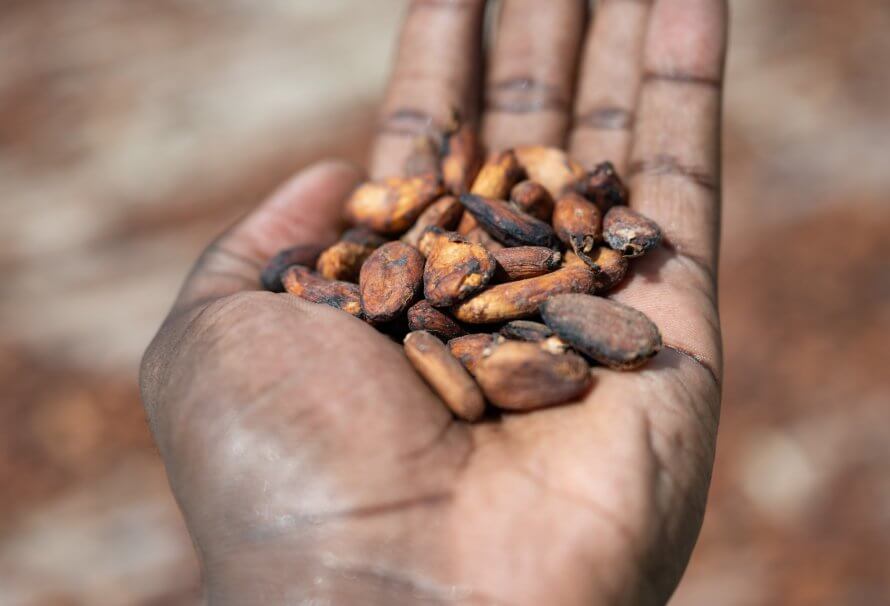 Une main ouverte contenant des fèves de cacao séchées.
